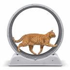 Roue d'exercice pour chat d'appartement